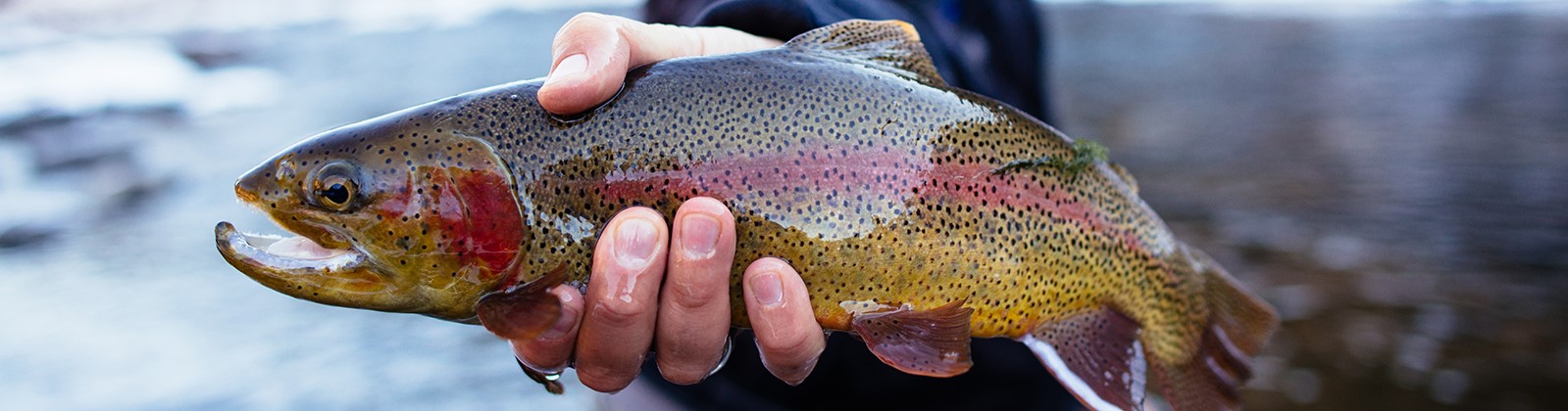 019 licensing-left fish-carousel